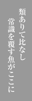 常識を覆す魚がここに